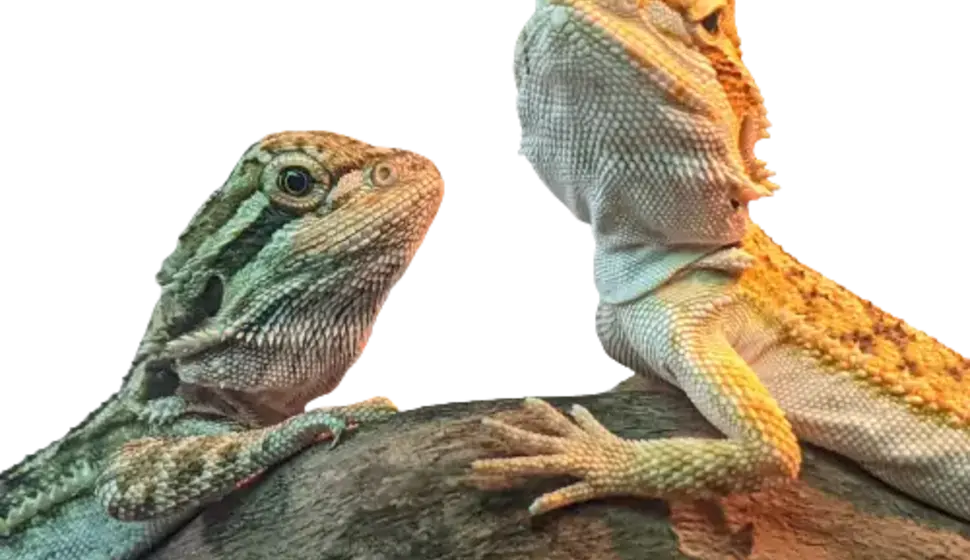 Learn whether Bearded Dragons can safely consume blackberries as part of their diet. Find out about the nutritional benefits and potential risks of feeding these fruits to your pet reptile in this informative article.
